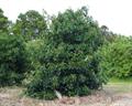 alligator pear ، گلابی تمساح